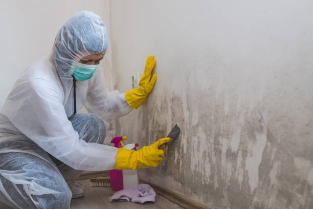 Best Residential Mold Remediation in Central High, OK