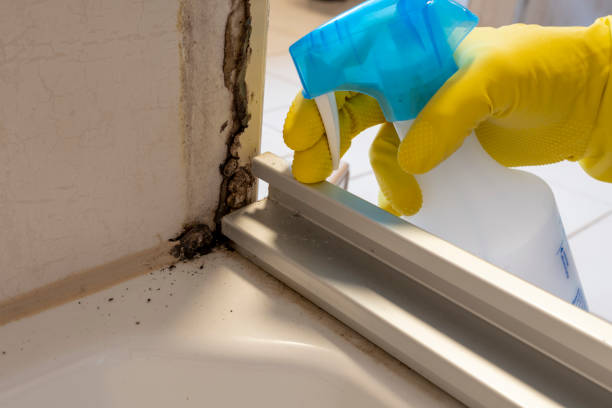 Best White Mold Remediation in Central High, OK