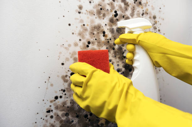 Best Bathroom Mold Remediation in Central High, OK