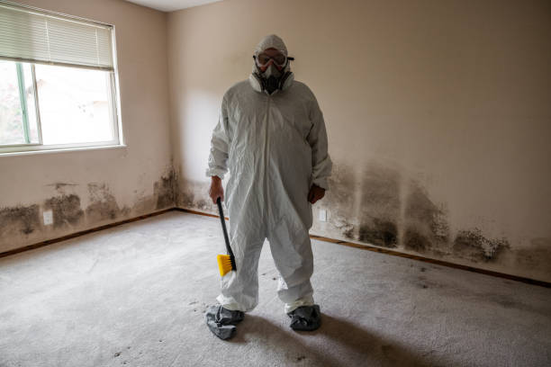 Best White Mold Remediation in Central High, OK