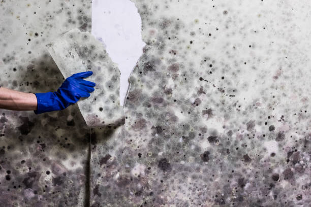 Best Residential Mold Remediation in Central High, OK