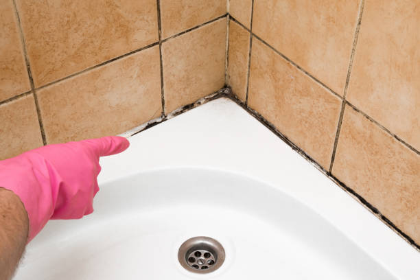 Best Mold Remediation for Specific Building Types in Central High, OK